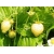 nasiona owoców Poziomka Yellow Wonder swikx236